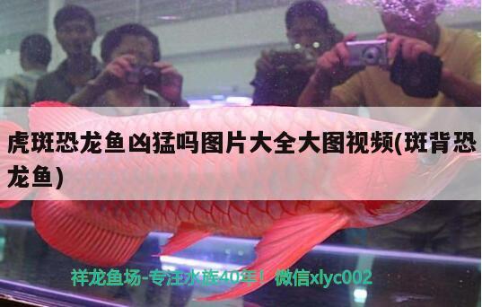 虎斑恐龍魚兇猛嗎圖片大全大圖視頻(斑背恐龍魚) 虎斑恐龍魚