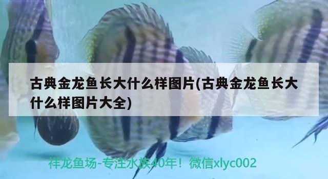 古典金龍魚長大什么樣圖片(古典金龍魚長大什么樣圖片大全) 成吉思汗鯊（球鯊）魚