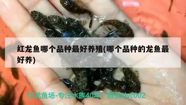 紅龍魚哪個品種最好養(yǎng)殖(哪個品種的龍魚最好養(yǎng)) 熊貓異形魚L46