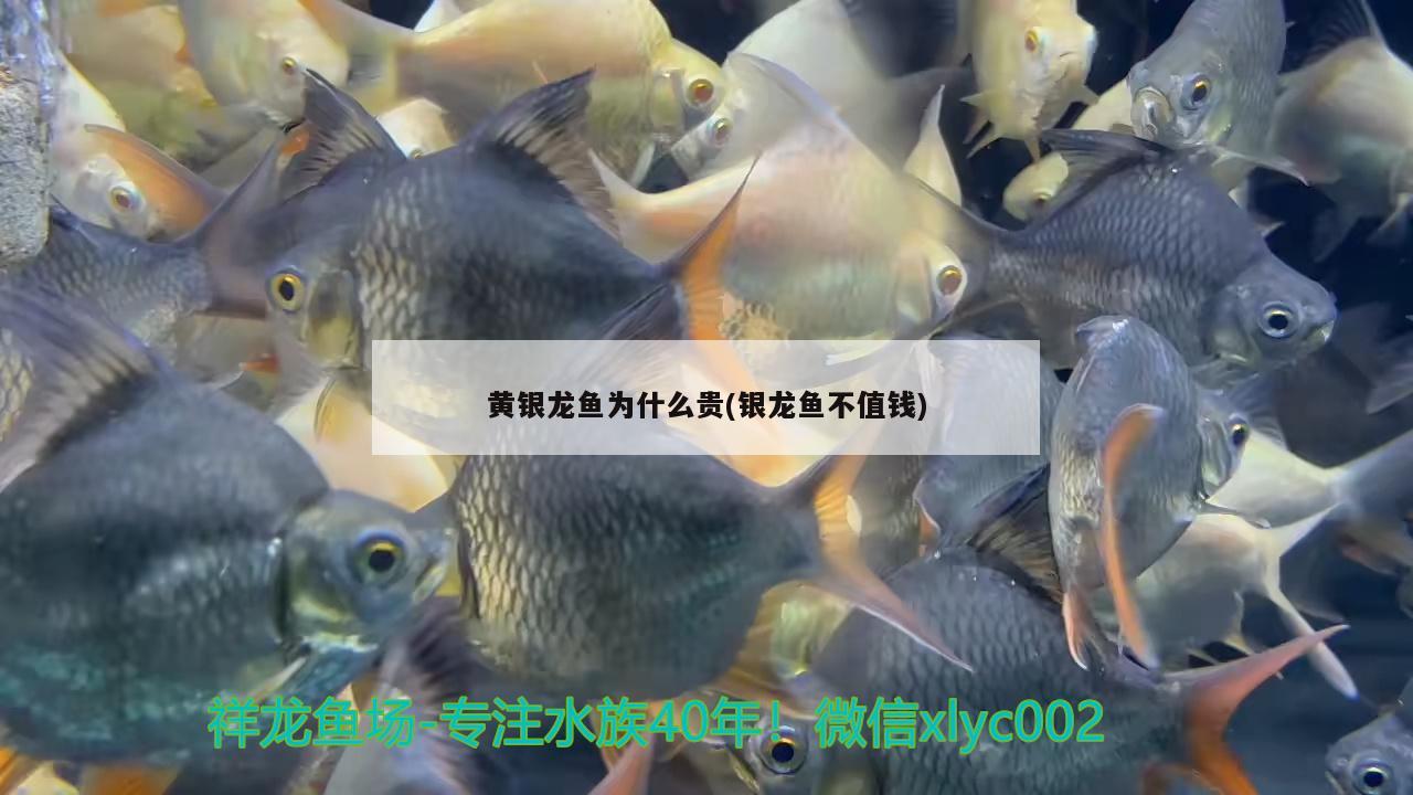 貴港水族批發(fā)市場有哪些？（浙江水族批發(fā)市場有哪些） 養(yǎng)魚知識 第1張