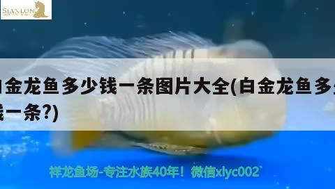 白金龍魚多少錢一條圖片大全(白金龍魚多少錢一條?) 星點金龍魚