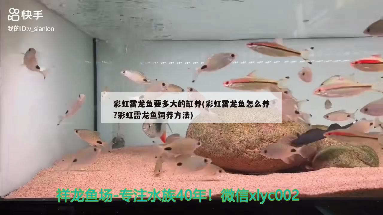 彩虹雷龍魚要多大的缸養(yǎng)(彩虹雷龍魚怎么養(yǎng)?彩虹雷龍魚飼養(yǎng)方法)