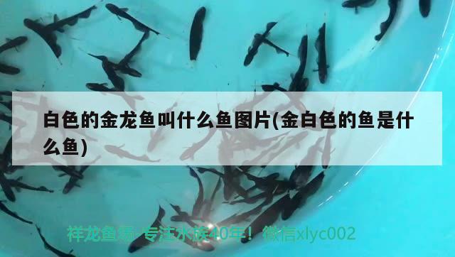 白色的金龍魚叫什么魚圖片(金白色的魚是什么魚) 羽毛刀魚苗