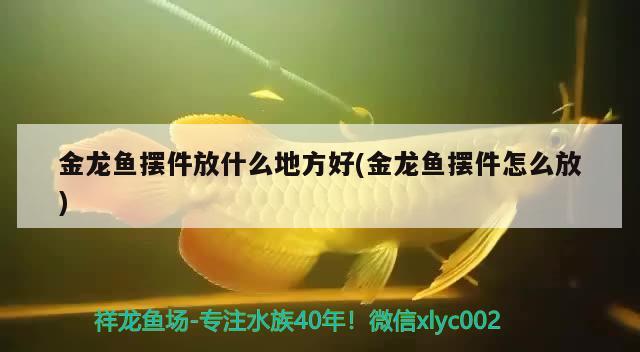 金龍魚擺件放什么地方好(金龍魚擺件怎么放)