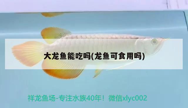 大龍魚能吃嗎(龍魚可食用嗎) 魚糧魚藥