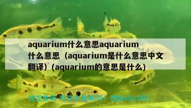 aquarium什么意思aquarium什么意思（aquarium是什么意思中文翻譯）(aquarium的意思是什么) 鴨嘴鯊魚