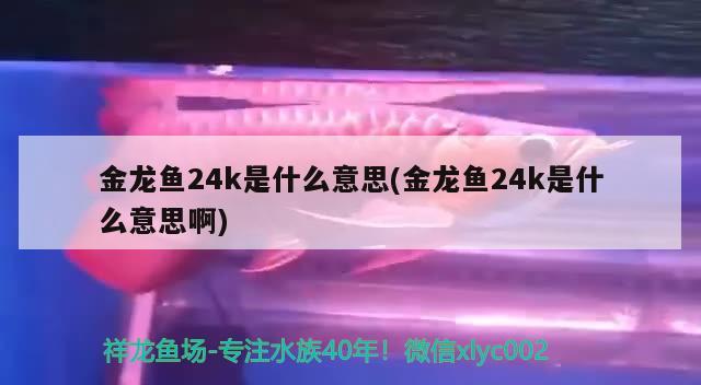 金龍魚24k是什么意思(金龍魚24k是什么意思啊)