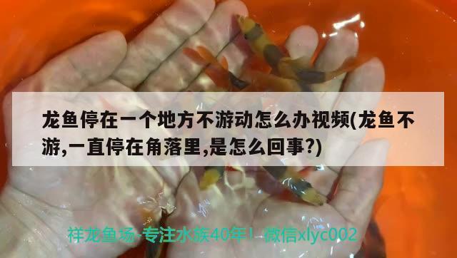 龍魚停在一個地方不游動怎么辦視頻(龍魚不游,一直停在角落里,是怎么回事?)