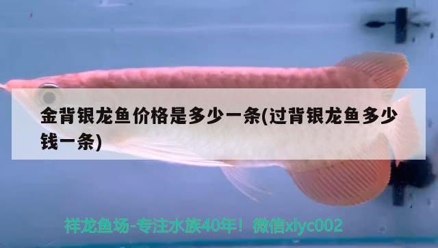 金背銀龍魚(yú)價(jià)格是多少一條(過(guò)背銀龍魚(yú)多少錢一條)