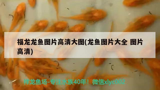 泗水紅龍魚(yú)在哪可以買到啊(泗水龍魚(yú)價(jià)格)