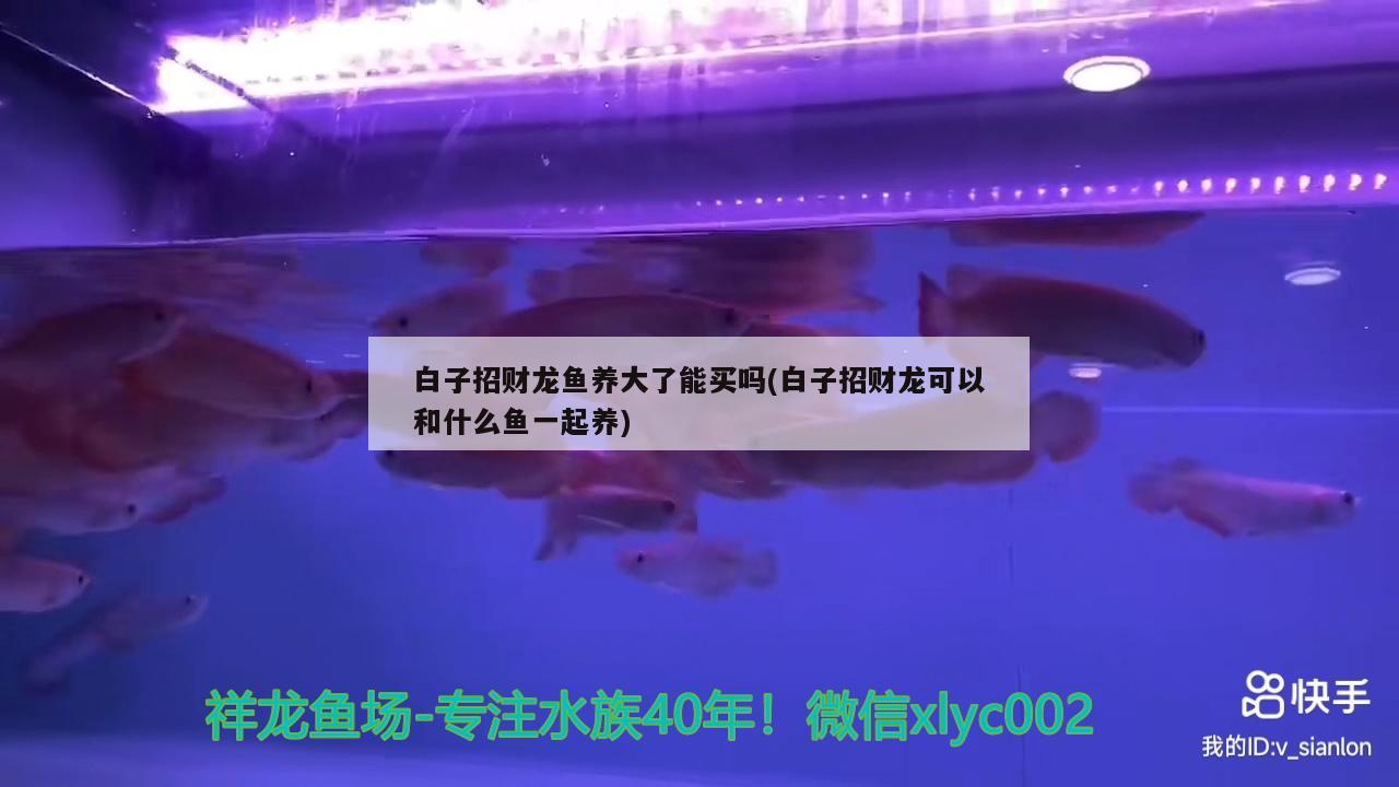 白子招財(cái)龍魚養(yǎng)大了能買嗎(白子招財(cái)龍可以和什么魚一起養(yǎng)) 刀魚魚