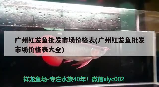 金魚眼睛掉了怎么回事 大正錦鯉魚 第2張