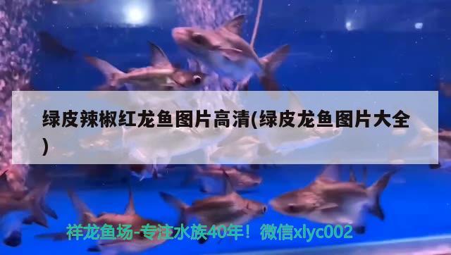 五星水族魚(yú)缸售后保定店（五星水族客服電話）