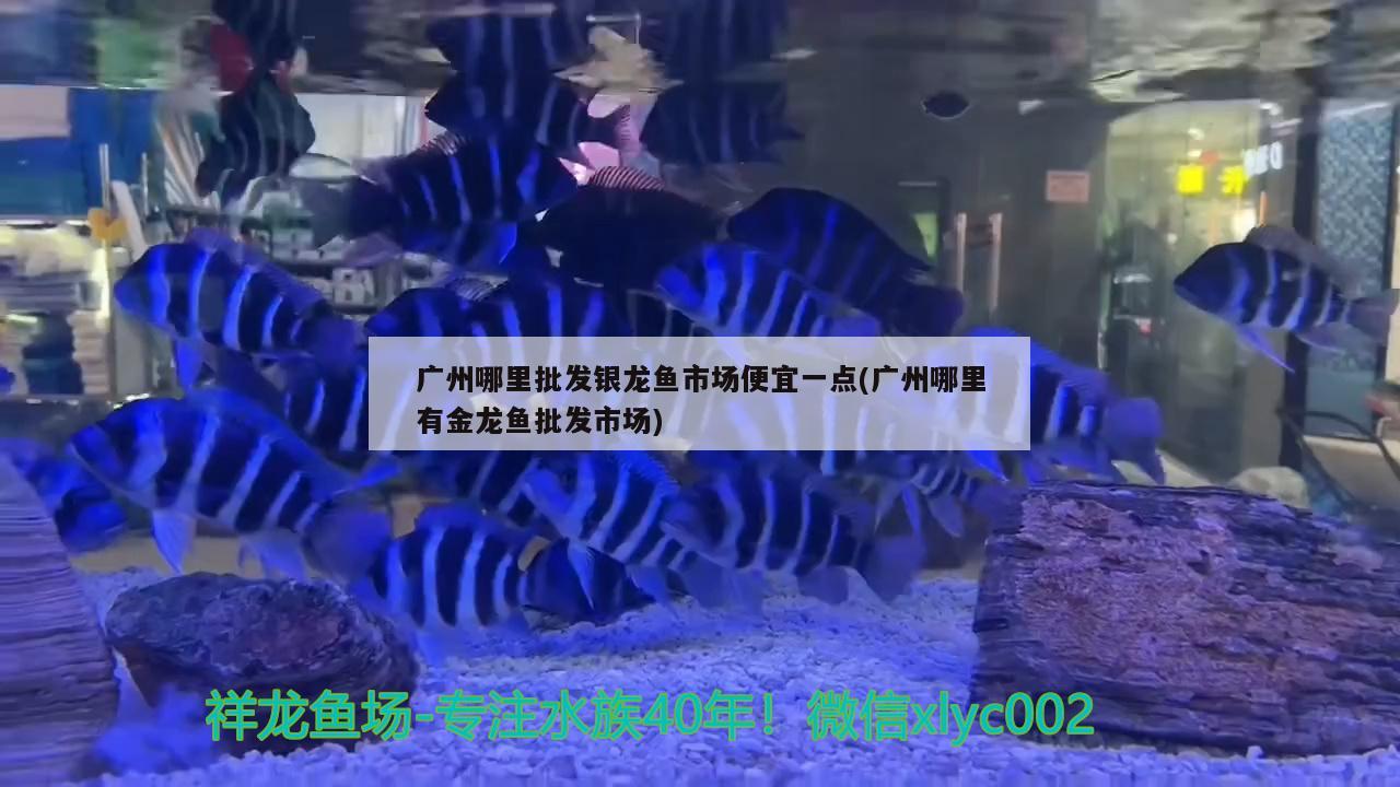 廣州哪里批發(fā)銀龍魚市場便宜一點(diǎn)(廣州哪里有金龍魚批發(fā)市場) 龍魚批發(fā)