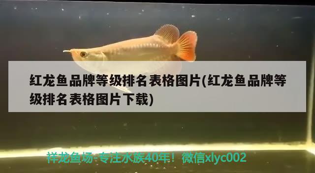 紅龍魚(yú)品牌等級(jí)排名表格圖片(紅龍魚(yú)品牌等級(jí)排名表格圖片下載)