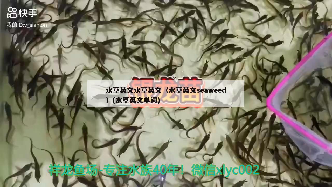 水草英文水草英文（水草英文seaweed）(水草英文單詞)