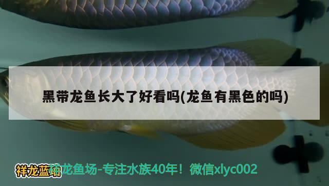 黑帶龍魚(yú)長(zhǎng)大了好看嗎(龍魚(yú)有黑色的嗎) 祥龍傳奇品牌魚(yú)缸