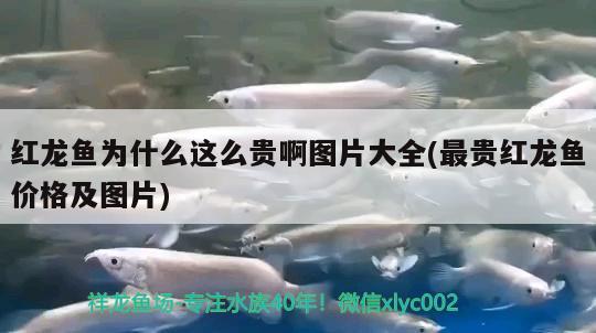 紅龍魚為什么這么貴啊圖片大全(最貴紅龍魚價(jià)格及圖片) 肺魚