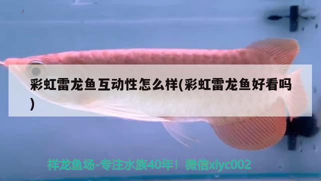 彩虹雷龍魚互動性怎么樣(彩虹雷龍魚好看嗎)