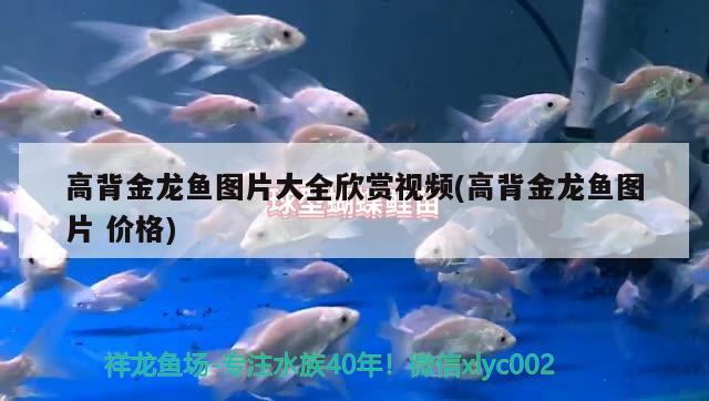 高背金龍魚圖片大全欣賞視頻(高背金龍魚圖片價格) 高背金龍魚