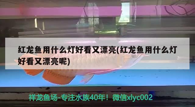 紅龍魚(yú)用什么燈好看又漂亮(紅龍魚(yú)用什么燈好看又漂亮呢)