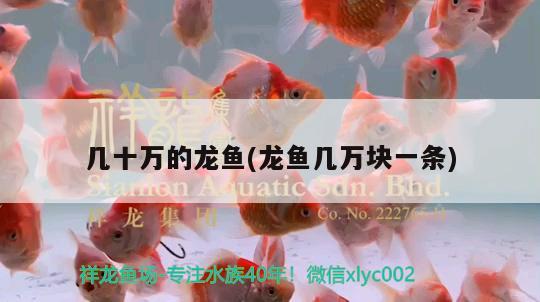 幾十萬的龍魚(龍魚幾萬塊一條)