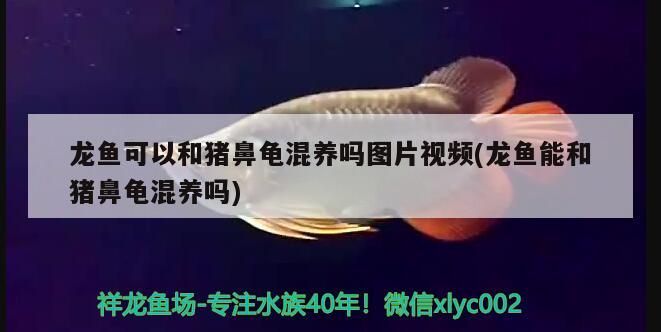 龍魚可以和豬鼻龜混養(yǎng)嗎圖片視頻(龍魚能和豬鼻龜混養(yǎng)嗎)