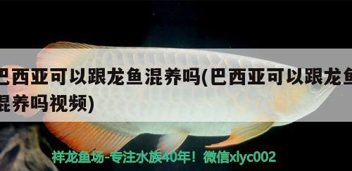 為愛魚尋找舌尖上的美味