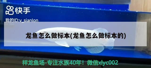 龍魚怎么做標本(龍魚怎么做標本的) 金龍魚糧