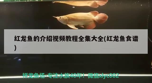 紅龍魚的介紹視頻教程全集大全(紅龍魚食譜)