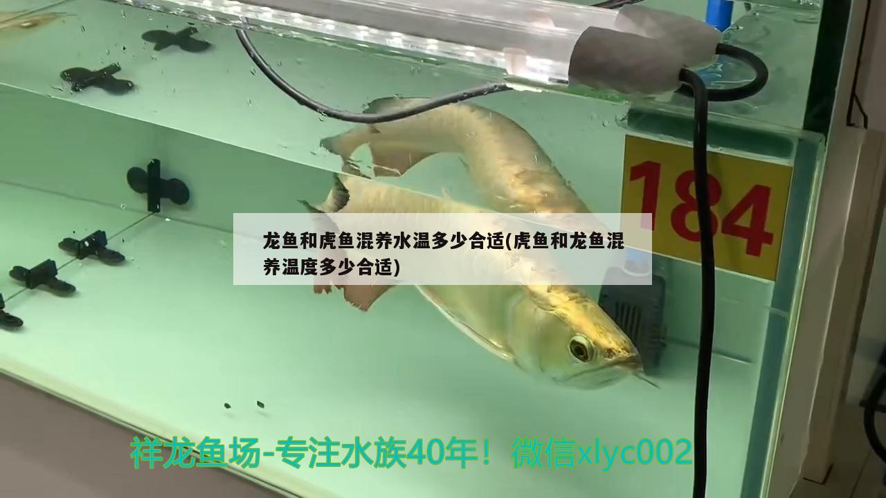 金魚魚缸水多久換水 金魚魚缸水多久換水比較好 馬拉莫寶石魚 第1張