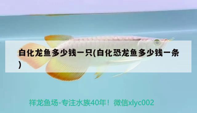 白化龍魚多少錢一只(白化恐龍魚多少錢一條) 蘇虎苗（蘇門答臘虎魚苗）