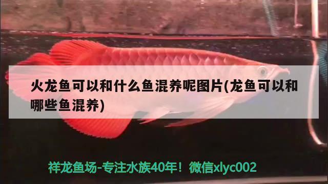 火龍魚(yú)可以和什么魚(yú)混養(yǎng)呢圖片(龍魚(yú)可以和哪些魚(yú)混養(yǎng))