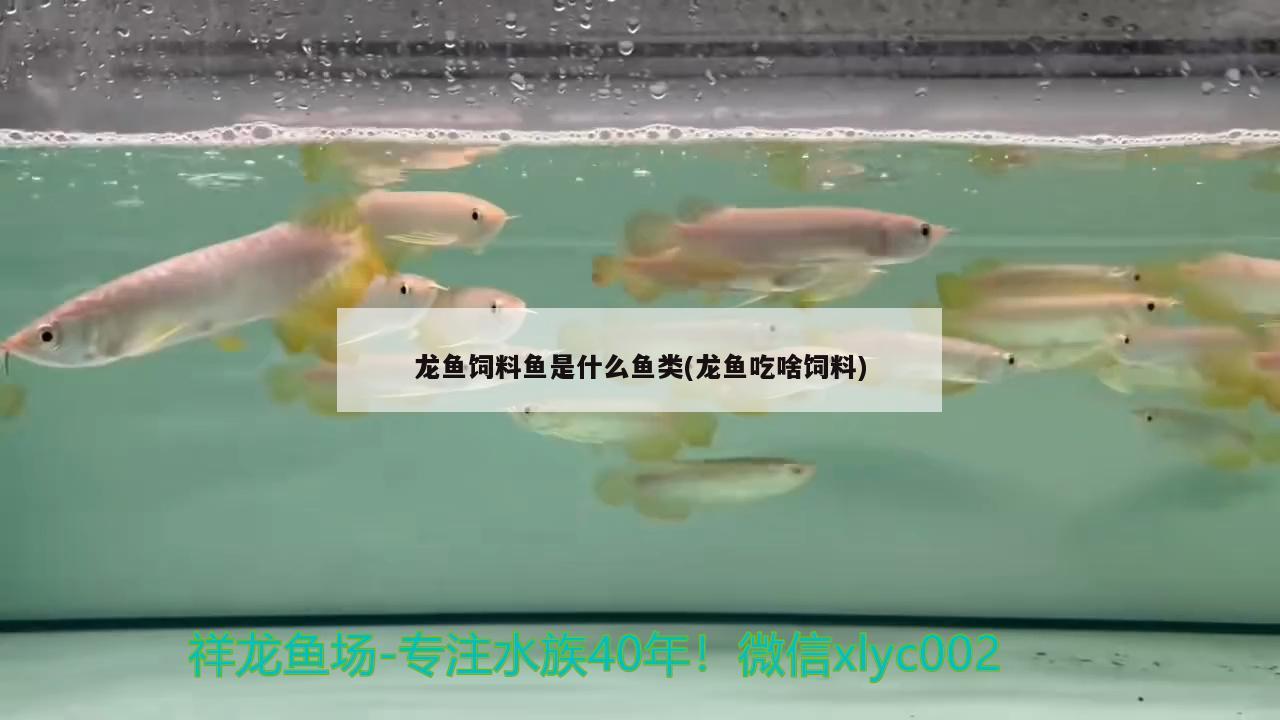 龍魚飼料魚是什么魚類(龍魚吃啥飼料) 粗線銀版魚苗