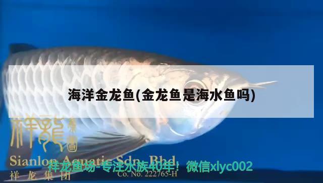 海洋金龍魚(金龍魚是海水魚嗎) 海水魚