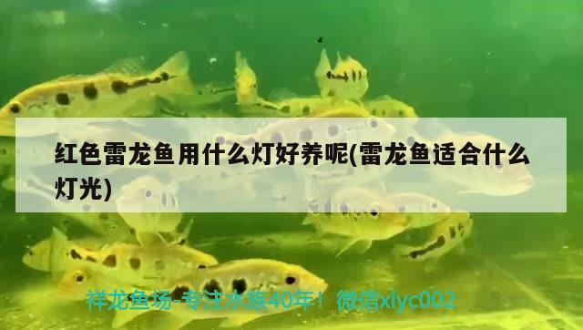 紅色雷龍魚(yú)用什么燈好養(yǎng)呢(雷龍魚(yú)適合什么燈光)