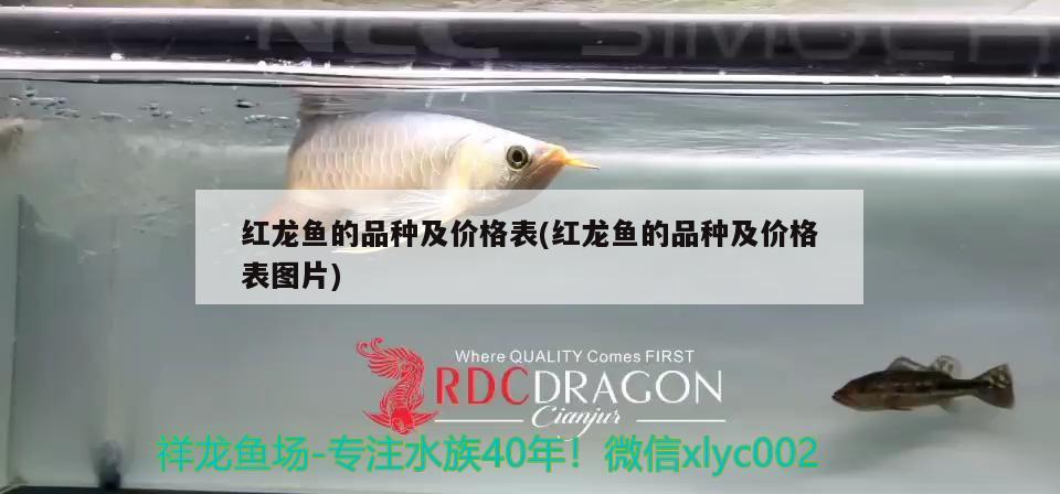 紅龍魚的品種及價格表(紅龍魚的品種及價格表圖片)