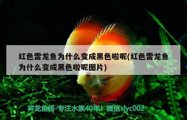 80的缸養(yǎng)銀龍魚能長多大(80的缸養(yǎng)銀龍魚嗎) 銀龍魚