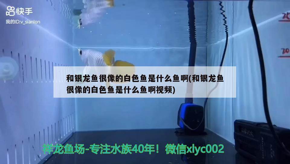 龍魚眼上長白膜用什么藥好（龍魚眼上長白膜用什么藥好使）