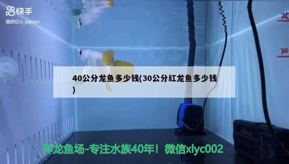 40公分龍魚多少錢(30公分紅龍魚多少錢) 印尼小紅龍