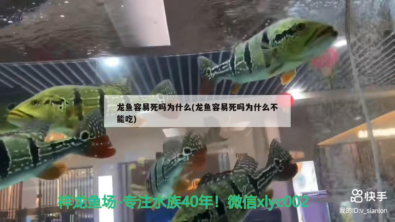 龍魚容易死嗎為什么(龍魚容易死嗎為什么不能吃) 龍魚百科 第2張