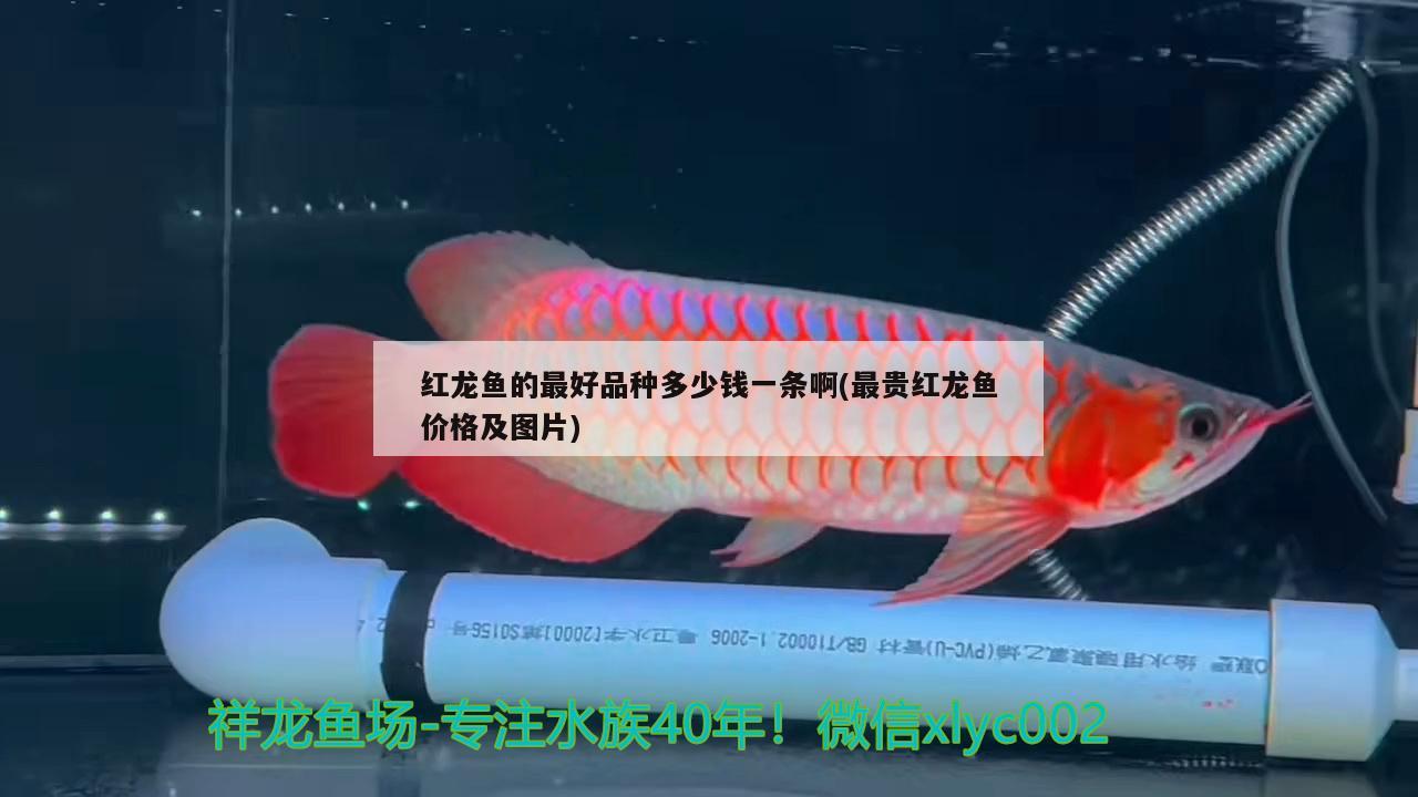 紅龍魚的最好品種多少錢一條啊(最貴紅龍魚價(jià)格及圖片)