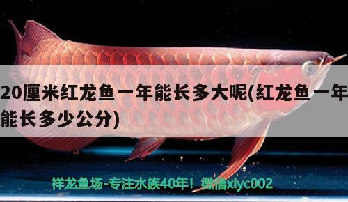 20厘米紅龍魚一年能長多大呢(紅龍魚一年能長多少公分)