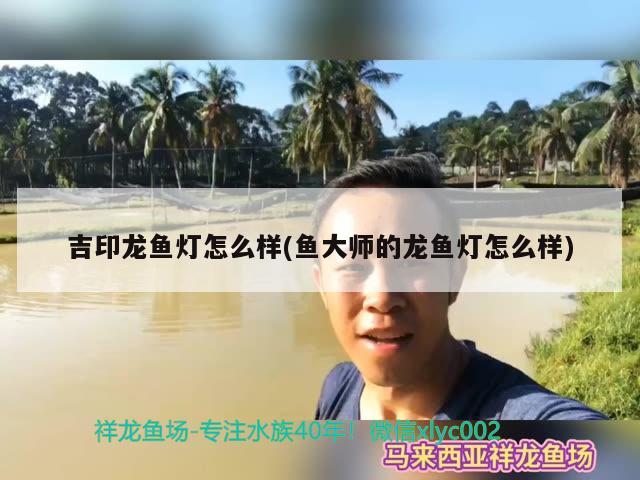 吉印龍魚燈怎么樣(魚大師的龍魚燈怎么樣) 吉印水族