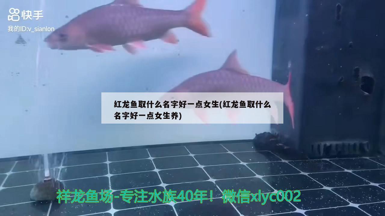 紅龍魚取什么名字好一點(diǎn)女生(紅龍魚取什么名字好一點(diǎn)女生養(yǎng)) 黑白雙星魚