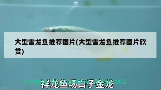 大型雷龍魚推薦圖片(大型雷龍魚推薦圖片欣賞) 撒旦鴨嘴魚