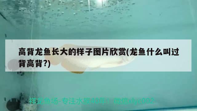 魚缸水垢小妙招，魚缸長(zhǎng)期不用生了水垢如何清除