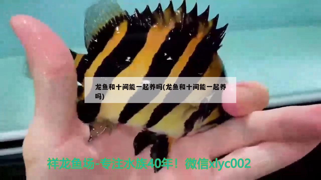 龍魚和十間能一起養(yǎng)嗎(龍魚和十間能一起養(yǎng)嗎)