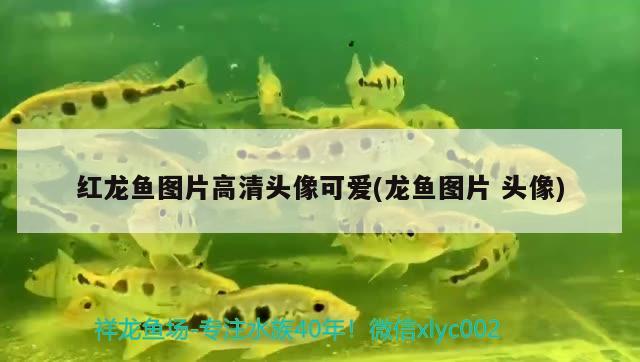 紅龍魚圖片高清頭像可愛(龍魚圖片頭像)