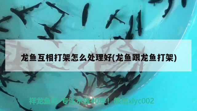 龍魚互相打架怎么處理好(龍魚跟龍魚打架) 水族世界